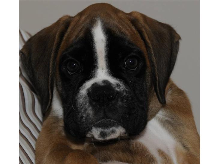 Boxer Apollo - Her er Apollo, kun 3 1/2 uge gammel billede 1
