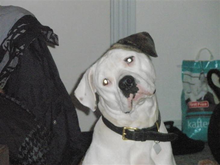 Amerikansk bulldog Malli solgt billede 1