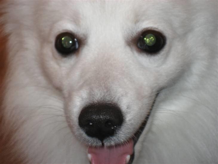 {{currentPhoto.altText}} billede {{currentPhoto.number}}