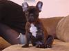 Fransk bulldog Dascha