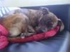 Amerikansk staffordshire terrier Akeela - SAVN :'(