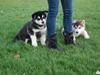 Alaskan malamute kiara. [ Himmelhund]