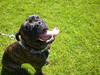 Cane corso Scottie