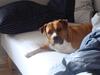 Amerikansk staffordshire terrier lissa r.i.p