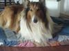 Collie langhåret Lassie | Himmel - Kongen [ Himmelhund]