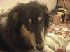 Collie langhåret Kenay (Nitopets)