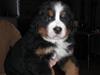 Berner sennenhund Moonsister's Dark shoes (Maggie) [ Himmelhund]
