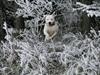 Amerikansk bulldog White Angel´s Ghost
