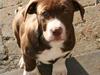 Blanding af racer Luna [Tidl. hund]