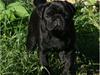 Mops Kojak