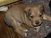 Staffordshire bull terrier Staff Royal Tyson