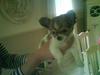 Chihuahua Morris