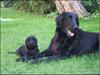 Flat coated retriever Smilla R.I.P <3.. [ Himmelhund]