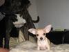 Chihuahua Micki