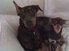 Dobermann jicko