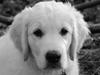Golden retriever Grejsdalens Xavier (Gizmo