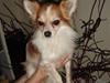 Chihuahua Charlie (R.I.P) [ Himmelhund]