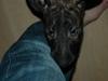 Bullterrier Eddie