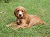 Cocker spaniel Louie