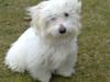 Coton de tulear Freja