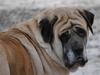 Mastiff Stiff