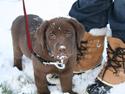 Labrador retriever Cookie