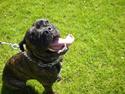 Cane corso Scottie