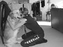 Golden retriever Futte | Himmel- Prinssen