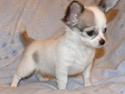 Chihuahua Olympia (død 2022)