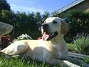 Labrador retriever Freja