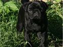 Mops Kojak
