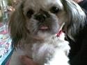Shih tzu Fie