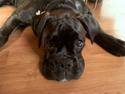 Boxer tika