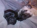 Mops Sydney