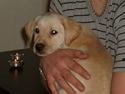 Labrador retriever rico