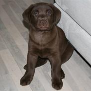 Labrador retriever Cookie