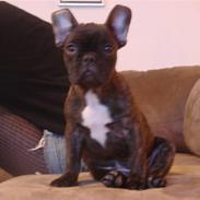 Fransk bulldog Dascha