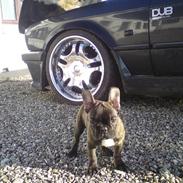 Fransk bulldog Dascha