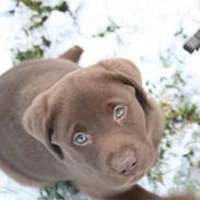 Labrador retriever Cookie