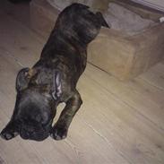 Fransk bulldog Dascha