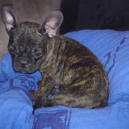 Fransk bulldog Dascha