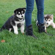 Alaskan malamute kiara.