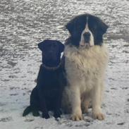 Sankt bernhardshund Basse R.I.P.
