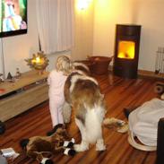 Sankt bernhardshund Basse R.I.P.