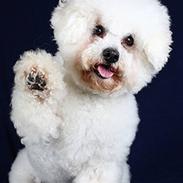 Bichon à poil frisé Niwo