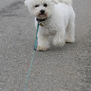 Bichon à poil frisé Niwo