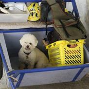 Bichon à poil frisé Niwo