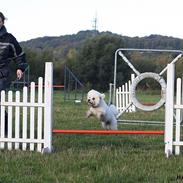 Bichon à poil frisé Niwo