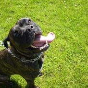 Cane corso Scottie