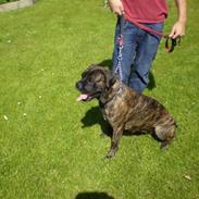 Cane corso Scottie